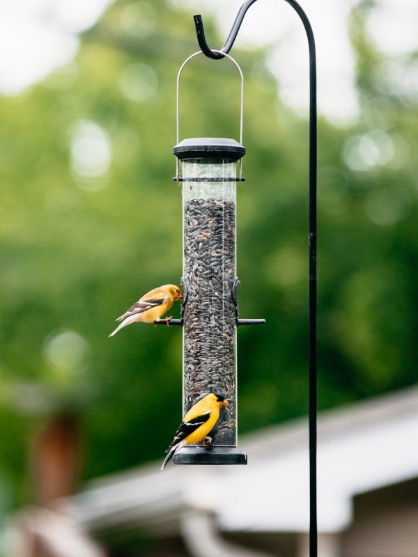 Gold,Finches,At,The,Bird,Feeder,In,Summer